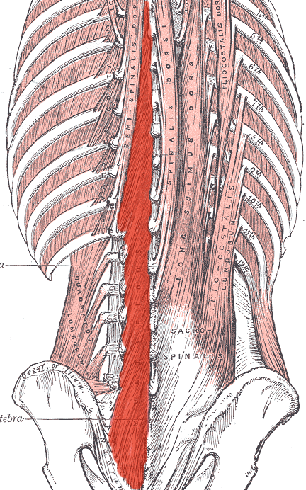 Core best sale muscles list