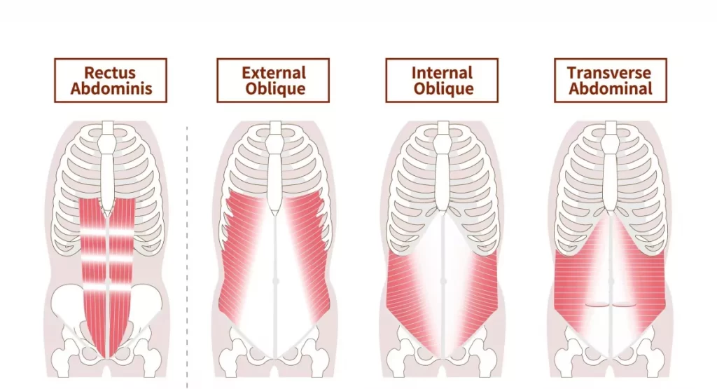 The Core Muscles